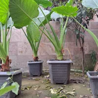 فروش گل بابا آدم|گل و گیاه طبیعی|لاهیجان, آهندان|دیوار