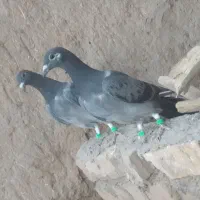 فرش طرح کبوتر