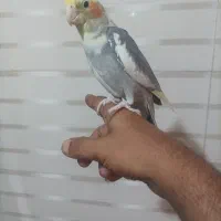 عروس نر ۷ماهه دستی