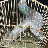 کبوتر پلاکی|پرنده|بوشهر, |دیوار