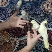 عروس هلندی بالغ و جوجه دستی