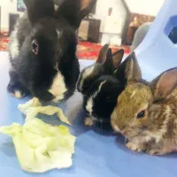 سه تا بچه خرگوش با مادر