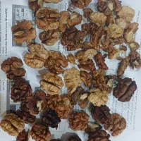 گردو شیروان|خوردنی و آشامیدنی|مشهد, مشکینی (شهرک غرب)|دیوار