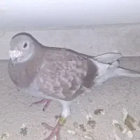 سری