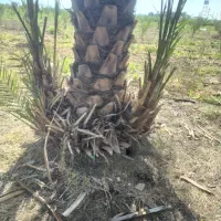 گروهی بدون واسطه دلال ها بیرونی فروش نخل وپاجوش