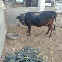 فروش دو راس گاو درجه یک|حیوانات مزرعه|لامرد, |دیوار