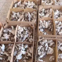 جوجه یک روزه ویک ماه نییمچه بیوتی فوق سنگین آلمان