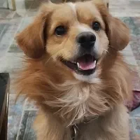 سگ گمشده|حیوانات|اصفهان, باغ دریاچه|دیوار