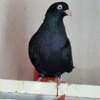 کبوتر سیاه آبادانی