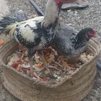 خروس و‌ماکیان