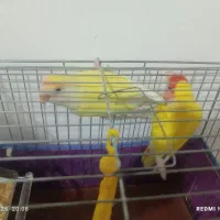 طوطی برزیلی رنگ خاص