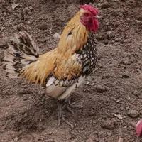 مرغ و خروس مینیاتوری