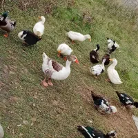 اردک غاز محلی بوقلمون