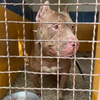 آمریکن بولی ایکس لارج وارداتی