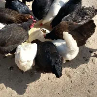 مرغ  و خروس  تخم مرغ