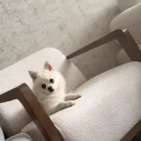 واگذاری پامرانین توافقی