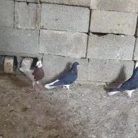 کفتر