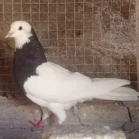 طوقی کلایی و کله سرخ