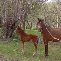 سلام یک رس اسب جوان به فروش می رسد