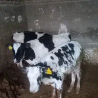 گوساله نر هلشتاین ۱۰۰ روزه از شیر برگشته|حیوانات مزرعه|دشتابی, |دیوار