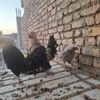 فروش دوعددخروس ومرغ