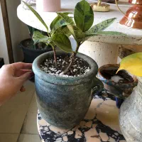 گل هدیه|گل و گیاه طبیعی|لواسان, |دیوار