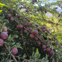 سیب قرمز|خوردنی و آشامیدنی|بروجن, |دیوار