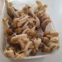 حلزون آفریقایی عمده