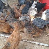 جوجه گلپایگانی