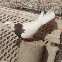 دو جفت جوجه طوق پاییزی|پرنده|ایلام, |دیوار