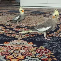 عروس هلندی|پرنده|اصفهان, رزمندگان|دیوار