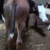 پنج عدد گوساله ماده وسمینتال بچه گاو شیری