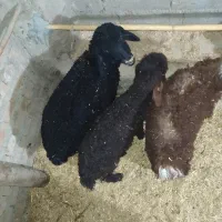 سه عدد بره نر