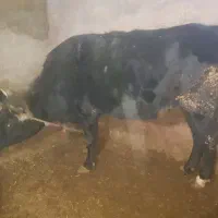 فروش گاو|حیوانات مزرعه|قیدار, |دیوار