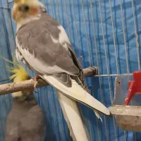 فروش عروس هلندی