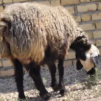 فروش یه راس شیشک آبستن گلون گرم