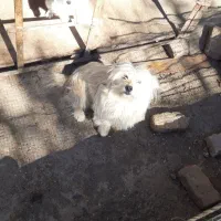 سگ پشمالو مو بلند