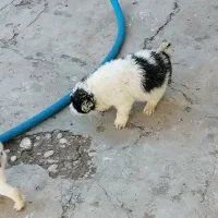 سگ  قدرجونی|سگ|مسجد سلیمان, |دیوار