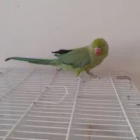 طوطی ملنگو نر|پرنده|هشتگرد, شهرک المهدی|دیوار