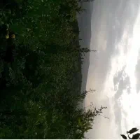 زمین باغ مرکبات ۸۳۰ متر|فروش زمین و ملک کلنگی|پایین هولار, |دیوار