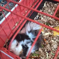 خوکچه  هندی|موش و خرگوش|کاشان, آیت الله سعیدی|دیوار