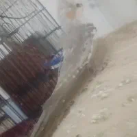 فروش‌ دوعدد جوجه عروس هلندی 3ماهه