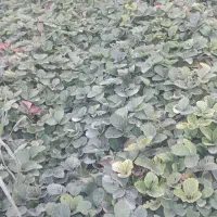 نهال سابرینا با بهترین کیفیت|گل و گیاه طبیعی|گلستان (تهران), |دیوار
