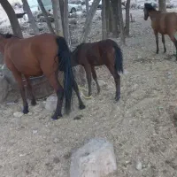 اسب اصیل وآرام