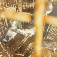 کبوتر|پرنده|بجنورد, |دیوار