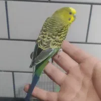 مرغ عشق دستی