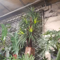 درخت مصنوعی