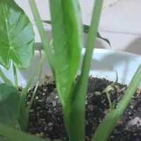 دیفن باخیا ودیفن تیکی|گل و گیاه طبیعی|هشتگرد, فاز ۷ مهستان|دیوار