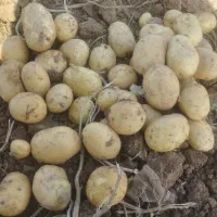 سیب بذری جلی 401وارداتی خوش قالب