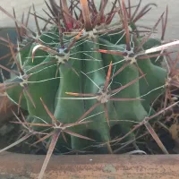 فروش کاکتوس|گل و گیاه طبیعی|مشگین شهر, |دیوار